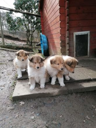 Collie-Langhaar Welpen aus Liebhaberzucht
