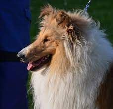 Collie-Langhaar Welpen aus Liebhaberzucht