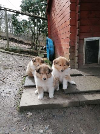 Collie-Langhaar Welpen aus Liebhaberzucht