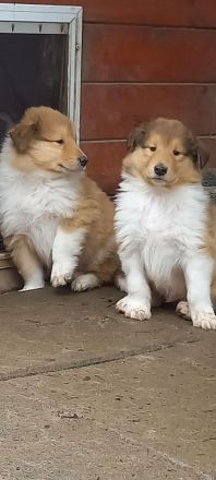 Collie-Langhaar Welpen aus Liebhaberzucht