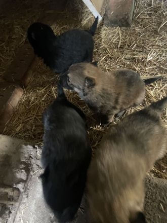 Schäferhund/Husky Mix Welpen zu verkaufen