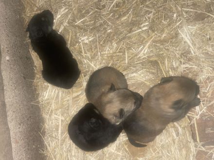 Schäferhund/Husky Mix Welpen zu verkaufen