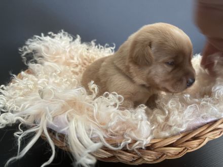 Labrador Welpen Foxred / Blond mit Ahnentafel