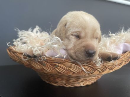 Labrador Welpen Foxred / Blond mit Ahnentafel