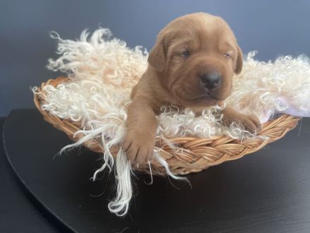Labrador Welpen Foxred / Blond mit Ahnentafel