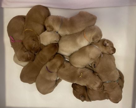 Labrador Welpen Foxred / Blond mit Ahnentafel