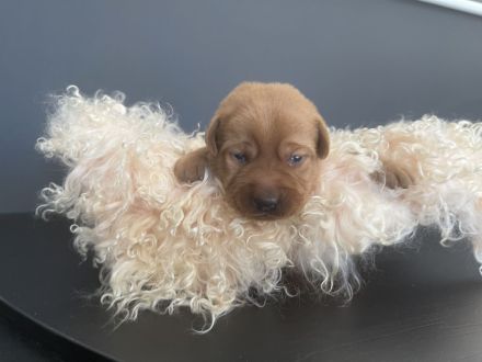 Labrador Welpen Foxred / Blond mit Ahnentafel