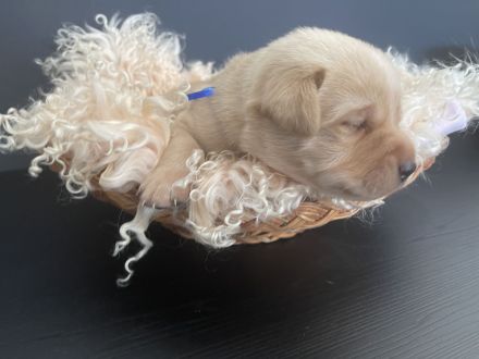 Labrador Welpen Foxred / Blond mit Ahnentafel