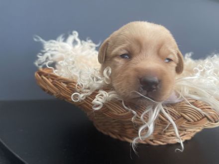 Labrador Welpen Foxred / Blond mit Ahnentafel