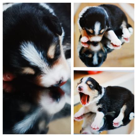 Traumhafte Australien Shepherd Border Welpen, Berlin