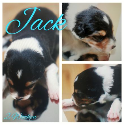 Traumhafte Australien Shepherd Border Welpen, Berlin