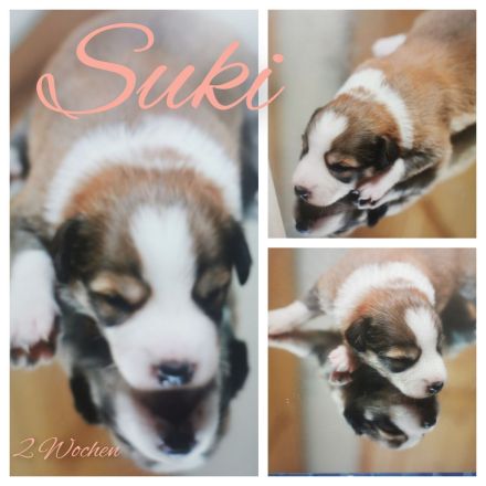 Traumhafte Australien Shepherd Border Welpen, Berlin