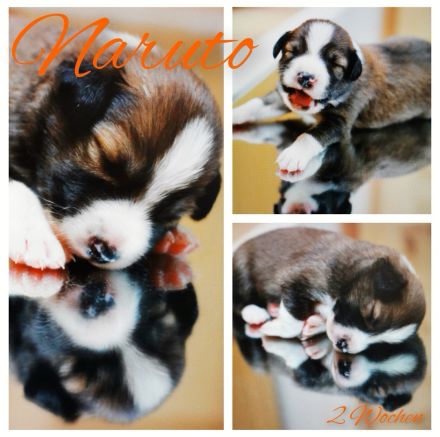 Traumhafte Australien Shepherd Border Welpen, Berlin