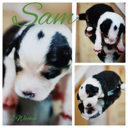 Traumhafte Australien Shepherd Border Welpen, Berlin