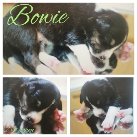 Traumhafte Australien Shepherd Border Welpen, Berlin