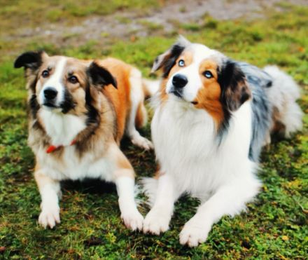 Traumhafte Australien Shepherd Border Welpen, Berlin