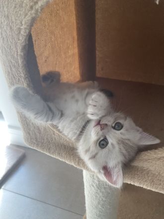 Bkh kitten