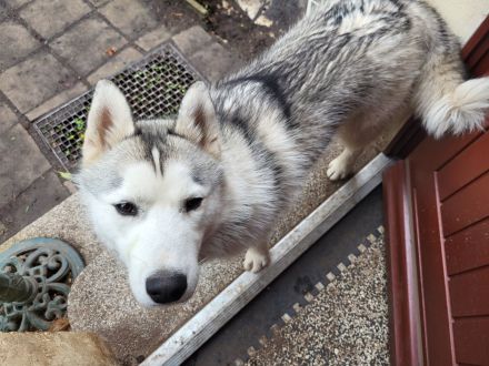 Irish red setter/Sibirian Husky Welpen