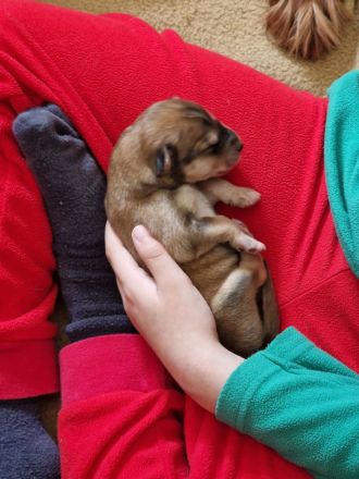 Irish red setter/Sibirian Husky Welpen