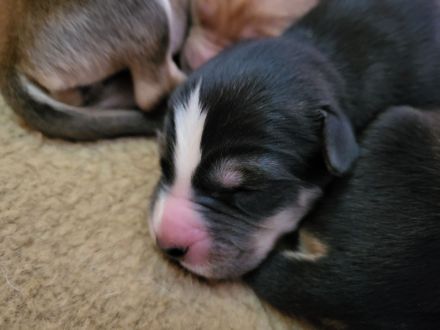 Irish red setter/Sibirian Husky Welpen