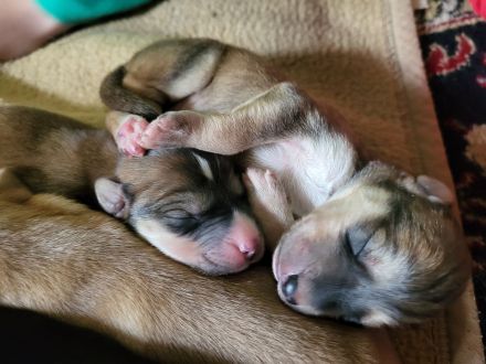 Irish red setter/Sibirian Husky Welpen