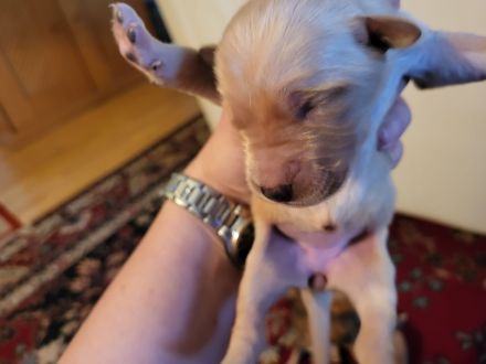 Irish red setter/Sibirian Husky Welpen