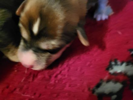 Irish red setter/Sibirian Husky Welpen