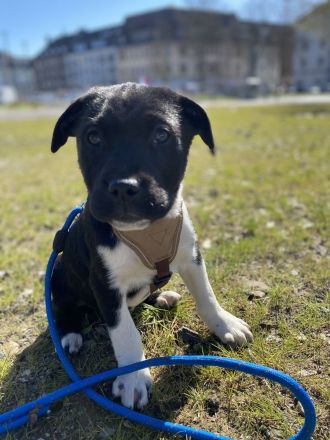 Labrador Welpen suchen ein Zuhause