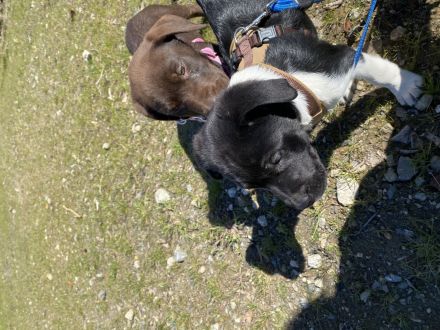 Labrador Welpen suchen ein Zuhause