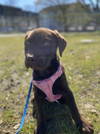 Labrador Welpen suchen ein Zuhause