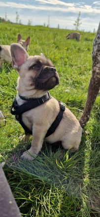 Französische Retro Bulldogen