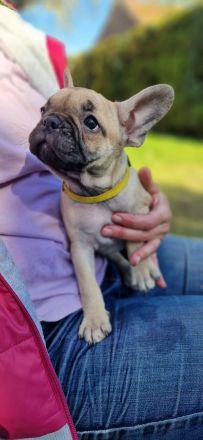 Französische Retro Bulldogen