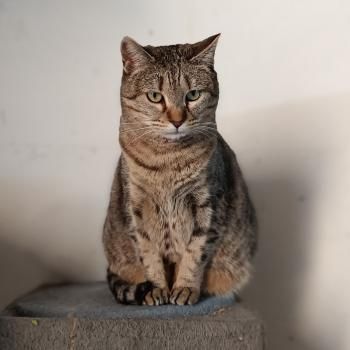Mishi