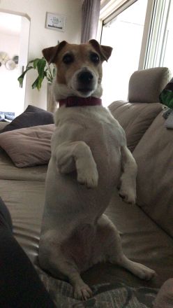 Hundepension, Hundebetreuung, Hundetagesstätte, Hundesitter