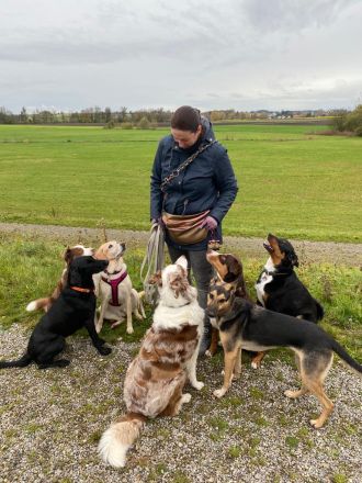 Hundepension, Hundebetreuung, Hundetagesstätte, Hundesitter