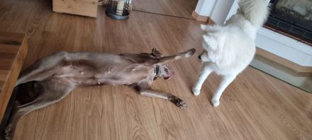 Hundepension, Hundebetreuung, Hundetagesstätte, Hundesitter