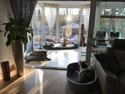 Hundepension, Hundebetreuung, Hundetagesstätte, Hundesitter