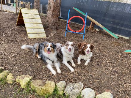 Hundepension, Hundebetreuung, Hundetagesstätte, Hundesitter