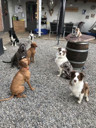 Hundepension, Hundebetreuung, Hundetagesstätte, Hundesitter