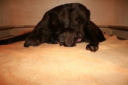Labrador-Welpen vom Warteberg