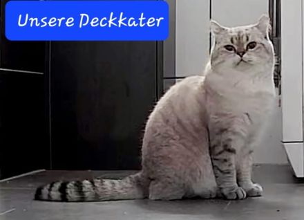 Deckkater mit Videoüberwachung
