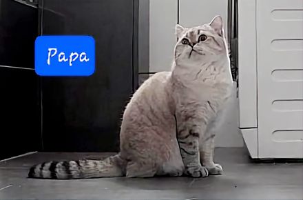 Deckkater mit Videoüberwachung