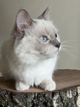 Wunderschöne Ragdollkitten mit Stammbaum in Point, Mink und Solid