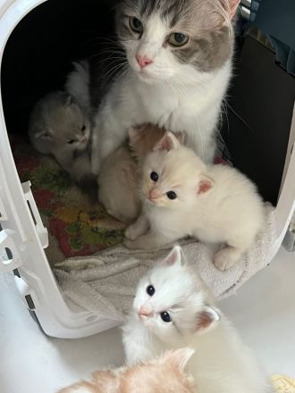 Wunderschöne Ragdollkitten mit Stammbaum in Point, Mink und Solid