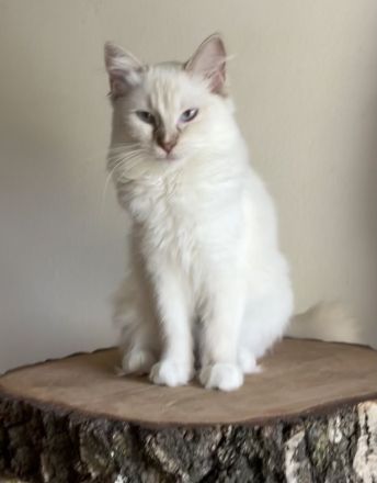 Wunderschöne Ragdollkitten mit Stammbaum in Point, Mink und Solid