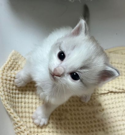 Wunderschöne Ragdollkitten mit Stammbaum in Point, Mink und Solid