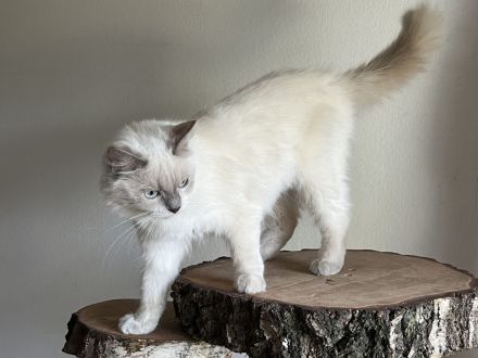 Wunderschöne Ragdollkitten mit Stammbaum in Point, Mink und Solid