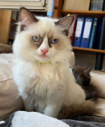 Wunderschöne Ragdollkitten mit Stammbaum in Point, Mink und Solid