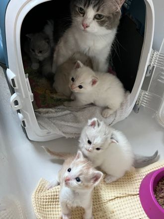 Wunderschöne Ragdollkitten mit Stammbaum in Point, Mink und Solid