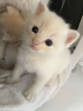 Wunderschöne Ragdollkitten mit Stammbaum in Point, Mink und Solid